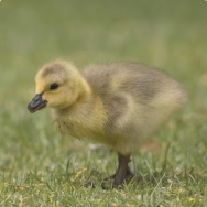 Ducklings