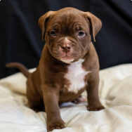 Pup