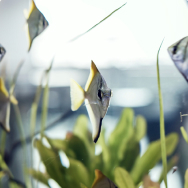 Aquarium and fish supplies