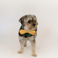 Pet clothing and accessories