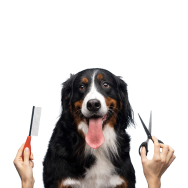 Pet grooming supplies